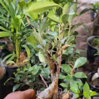 حراج فوق العاده بنسای به مناسبت روز مادر فقط ۱۱۰ ت|گل و گیاه طبیعی|یزد, |دیوار