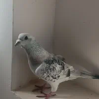 کبوتر شامی|پرنده|چابهار, |دیوار