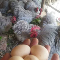 مرغ و خروس تخم مرغ نطفه دار کوشین لاوندر تزیینی
