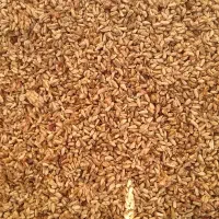 هسته انار|خوردنی و آشامیدنی|مهریز, |دیوار