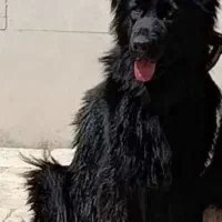 دوعدد توله ژرمن