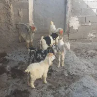 شش بیگ‌دانه پاک پنج‌نر یک ماده.