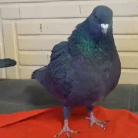 کبوتر های فروشی|پرنده|تهران, مختاری|دیوار