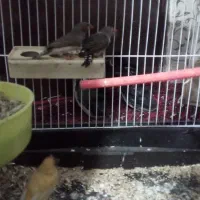 فنچ|پرنده|مشهد, نوده|دیوار