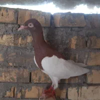 کبوتر