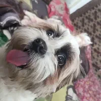 سگ پاکوتاه شیتزو