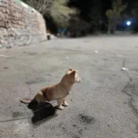 پاپی