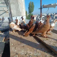 تعدادی پرنده ککیلی