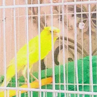 قناری ماده سوپر کشیده بلند آماده