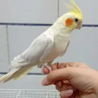 عروس هلندی نر
