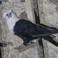 کبوتر کله سفید