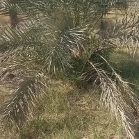 جونگ فروشی جاگردونی و کوچیک|گل و گیاه طبیعی|نرماشیر, |دیوار