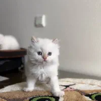 پرشین عروسک|گربه|تهران, تهرانسر مرکزی|دیوار