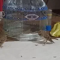 سهره خاکی قناری