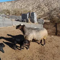 قوچ فروشی داشتی درجه یک|حیوانات مزرعه|سرپل ذهاب, |دیوار