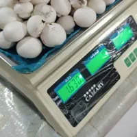 قارچ درجه یک و تو پر تکی و عمده