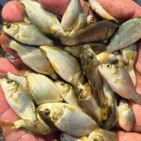 ماهی استخر کشاورزی