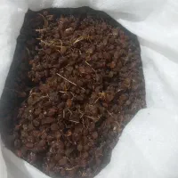 کشمش قوچان