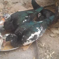 اردک سیکا