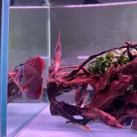 فروش پنج عدد دیسکس چهار و نیم پنج اینچ|ماهی|چالوس, |دیوار