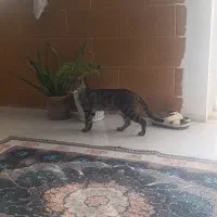 گربه مادر با دو توله هاش رایگان واگذار میشن|گربه|قنوات, |دیوار