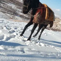 اسب نریان دوخون