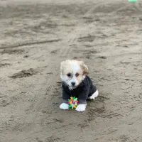 سگ شیتزو مالتیز|سگ|سرخرود, |دیوار