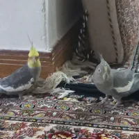 سید مهدی جعفری سالم وماده و نر