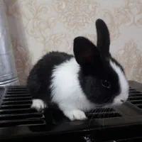 خرگوش ۱ماهه|موش و خرگوش|تبریز, |دیوار