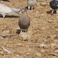 کبوتر رنگی|پرنده|شیراز, رکنآباد|دیوار