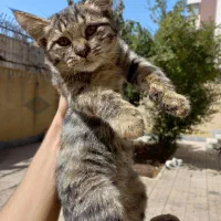 بچه گربه خونگی واکسینه