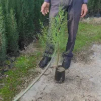 سرو به تعداد زیاد