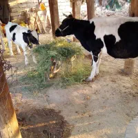 گاو خارجی شیری