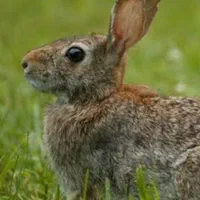 خرگوش قیمت مناسب