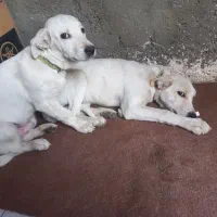 نبود جا|سگ|مشهد, ویلاشهر|دیوار