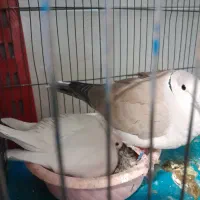 کبوتر تزئینی|پرنده|تهران, ائمه اطهار|دیوار