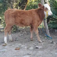 دوراس گوساله سیمینتال ماده لیشه گاو|حیوانات مزرعه|رشت, پل تالشان|دیوار