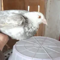 قیمت ۵۰۰۰|پرنده|قهستان, |دیوار