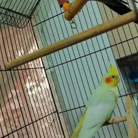 پرنده عروس هلندی