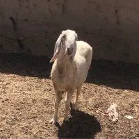 کوسفند مری با دو بره ماده فروش فوری|حیوانات مزرعه|زابل, |دیوار