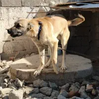 سگ سرابی نگهبان|سگ|اردبیل, |دیوار