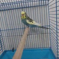 مرغ عشق یلو فیس رینبو و دبل فکتور