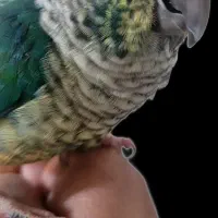 طوطی رد چیک  تراکوئیس  گرینچیک  سخنگو|پرنده|فردیس, منظریه|دیوار