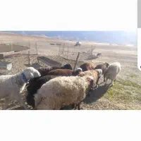 بره نر افشاری