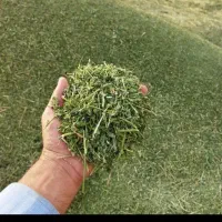 یونجه چین سوم خوردشده