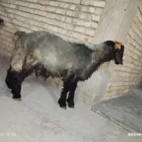 بره قوچی اصیل بختیاری