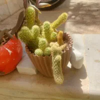 گل و کاکتوس|گل و گیاه طبیعی|اصفهان, گلزار|دیوار