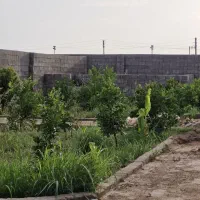 باغچه درخت دار برقدار در دزفول|فروش زمین و ملک کلنگی|اهواز, گلستان|دیوار