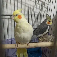یک جفت عروس هلندی مولدباتخم