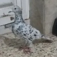 کبوتر|حیوانات|شوشتر, |دیوار